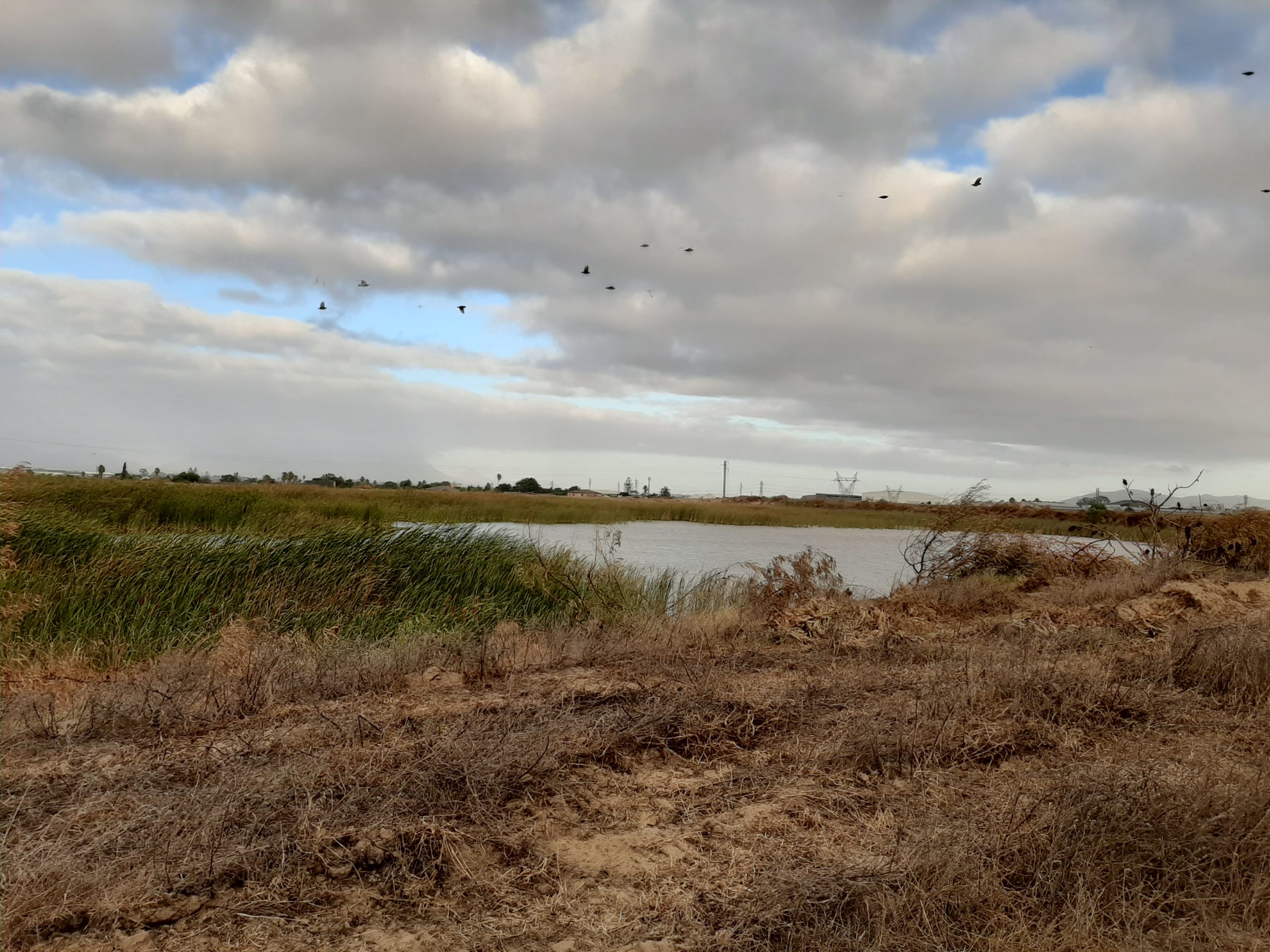 Birds sky damn clouds