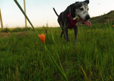 Lulu-Belle