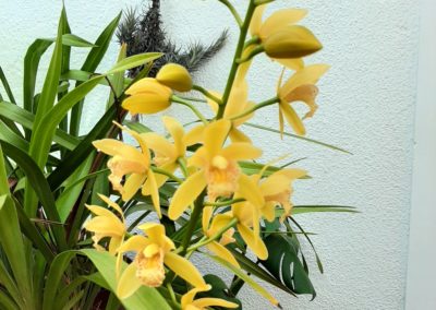cymbidium orchid yellow