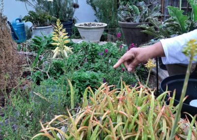 hand pointing to aloe
