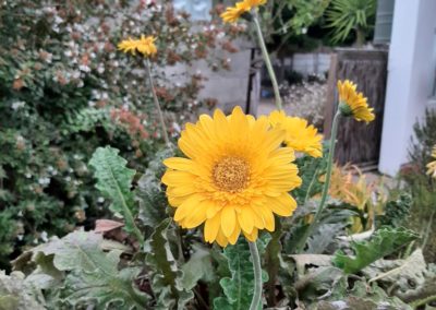 Flowering daisy