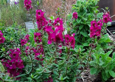 flowering purple shrub