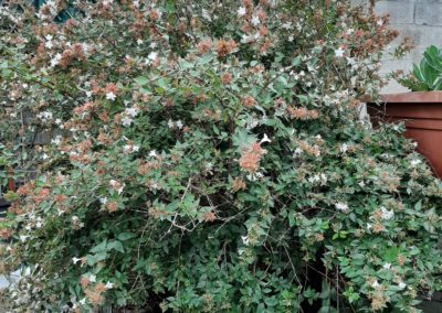 flowering shrub